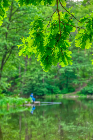 Oak branch with leaves over the lake in summerの写真素材