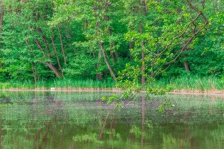 Trees reflecting in the lake surface in summerの写真素材