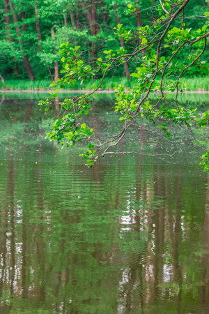 Branch of a tree hanging over the lake in summerの写真素材