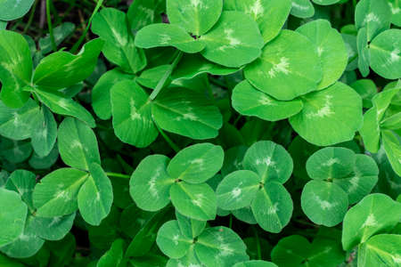 Fresh clover leaves growing on the meadow