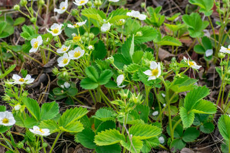 Strawberries blooming in the gardenの写真素材