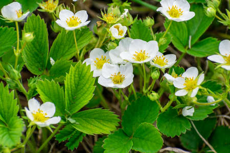 Strawberries blooming in the gardenの写真素材