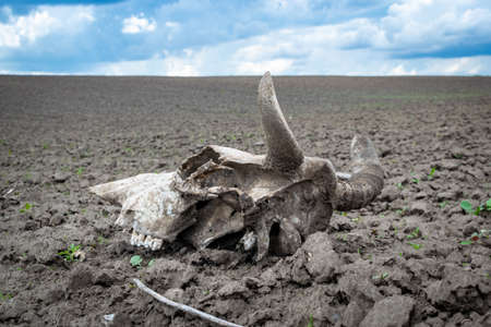 Cow skull on the field back viewの写真素材
