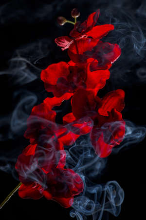 artificial flower in the smoke on black backgroundの写真素材