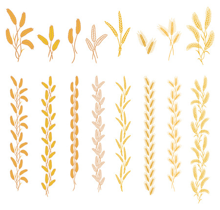 Ripe ears of cereal plants.のイラスト素材