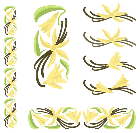 Vanilla dried pods with flowers and leaves.のイラスト素材