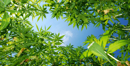    Field of hemp. Industrial kind of this plant is not a drug but a resource. It contains hardly any THCの写真素材