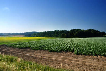 Beautiful spring landscape with rape field and a blue sky