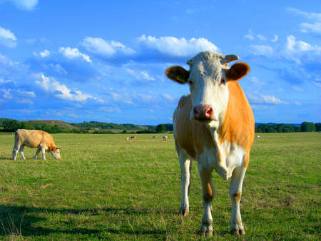           Cow  in the pastureの写真素材