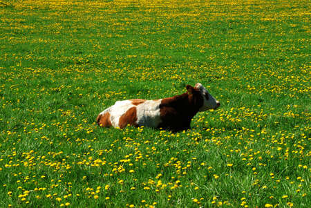 Cow and a green field full of danelionsの写真素材
