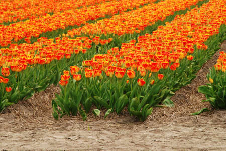 Red and orange tulip fields in Holland in the springの写真素材