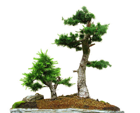 Two small bonsai trees isolated on the whiteの写真素材