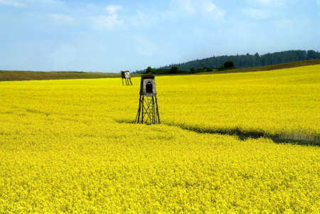 Deer-stand in the yellow blooming rape fieldの写真素材