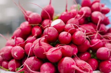 Freshly harvested purple colorful radish. Growing radish.