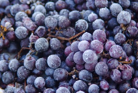 Wine red grapes for ice wine in winter condition and snow.の写真素材