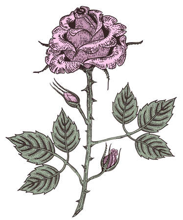 Engraved rose in Colorのイラスト素材