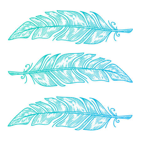 Three bird feather isolated on whiteのイラスト素材
