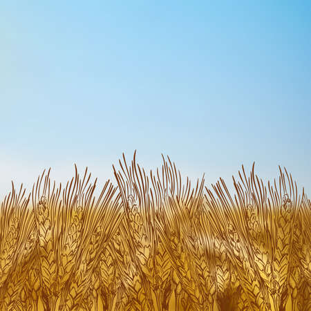 Wheat engraved style hand drawn vector illustration of autumn field on blurred background of filed landscapeのイラスト素材
