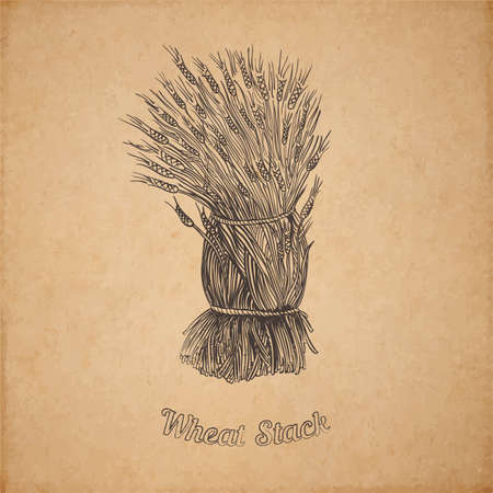 Vector illustration of hand drawn stack of wheat - engraved on old paper illustration style detailed drawing for brewing and harvesting themeのイラスト素材