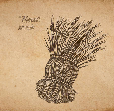 Vector illustration of hand drawn stack of wheat - engraved on old paper illustration style detailed drawing for brewing and harvesting themeのイラスト素材