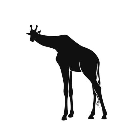 Vector illustration of giraffe silhouette isolated on whiteのイラスト素材