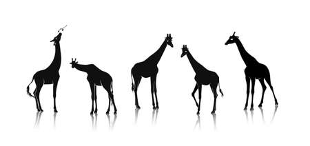 Vector illustration of giraffes silhouettes set  isolated on white with reflections and shadows on the floor.のイラスト素材