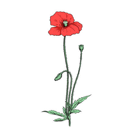 illustration of red poppy twig, sketch in vintage botanical illustration colored engraving styleのイラスト素材