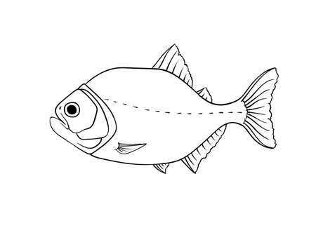 Red piranha vector illustration dangerous biting fish of Amazon river in South America isolated on whiteのイラスト素材