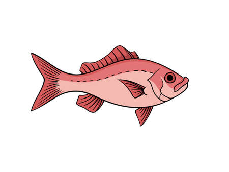 Red snapper fish illustration in vintage naturalistic style vector animal isolated on whiteのイラスト素材