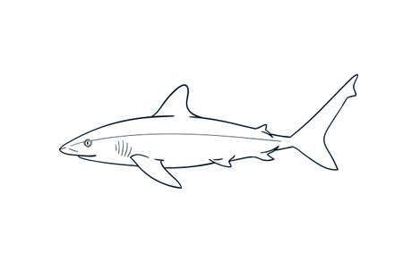 Gray reef shark fish predator vector zoological naturalistic illustration outline isolated on whiteのイラスト素材