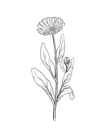 Calendula vector illustration of marigold flower twig sketch engraving vintage botanical illustration outline meadow wildflower alternative medicine and beauty herb isolated on whiteのイラスト素材