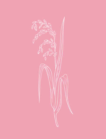 Pink rice plant botanical illustration vector outline drawing of rice twig with leaves and ear of ripe grains isolated on pink - asian beauty herbのイラスト素材