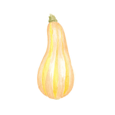 Watercolor hand drawn sketch Pumpkin, autumn thanksgiving painted illustration isolated on white background.の写真素材