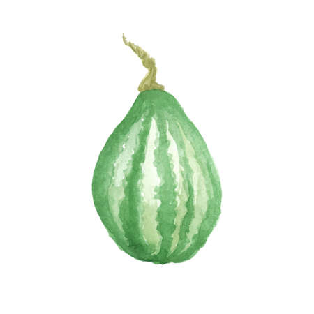 Vector Watercolor hand drawn sketch Pumpkin, autumn thanksgiving painted illustration isolated on white background.のイラスト素材