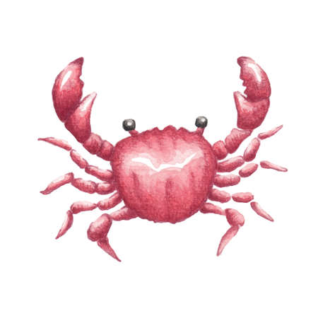 Vector crab watercolor illustrationのイラスト素材