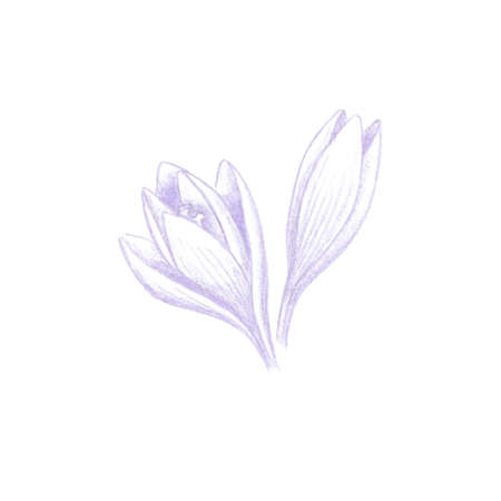 Colored pencils sketch of saffron crocus flowers, purple Crocus sativus bloom hand drawn as botanical illustration isolated on whiteの写真素材
