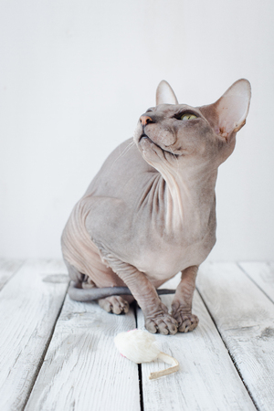 cute cat sphinx on a white wood background, selective focusの写真素材
