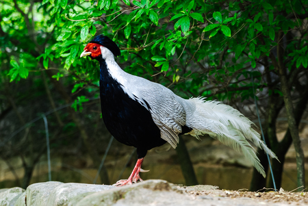 Asian Silver pheasant closeup portrait, beautiful birdの写真素材