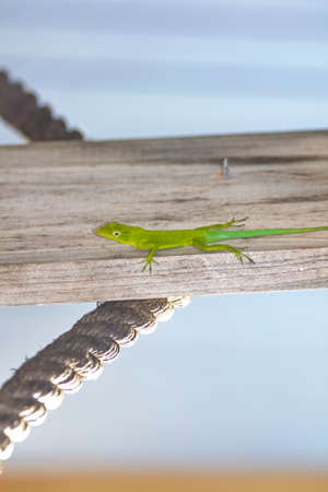 caribbean landscapeの写真素材