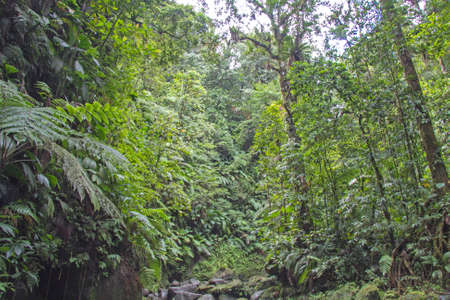 caribbean landscapeの写真素材