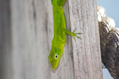caribbean landscapeの写真素材