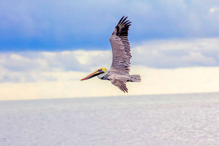 caribbean landscapeの写真素材