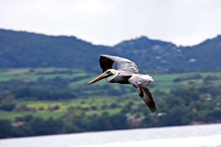 caribbean landscapeの写真素材