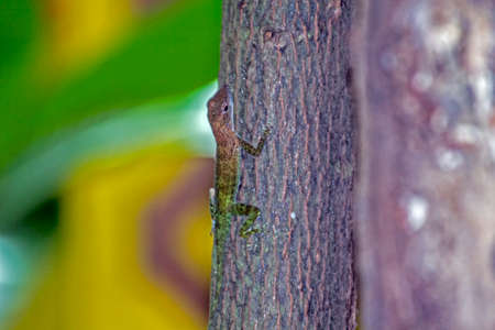 caribbean landscapeの写真素材