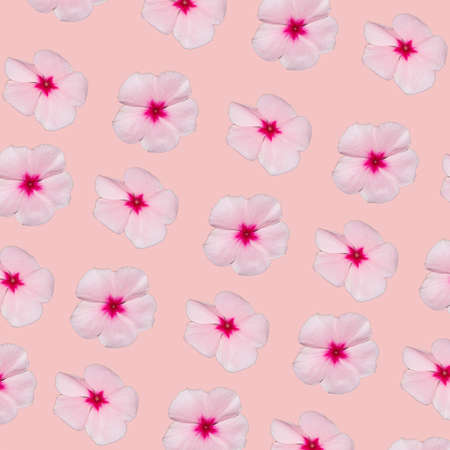 Periwinkle flower multiplied on soft pastel pink background. Minimal abstract summer and floral concept.の写真素材