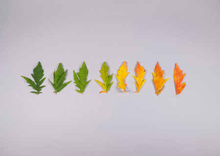 Autumn leaves layout on trendy grey background. Gradient flat lay from green and yellow to orange. Minimal fall and season specific concept.の写真素材