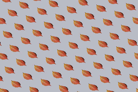 Autumn leaves pattern on grey background. Flat lay, top view. Minimal abstract autumn and season specific concept.の写真素材