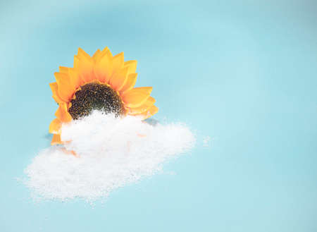 Sunflower covered in snow on pastel blue background. Christmas and New Year idea. Minimal abstract season change and winter holidays concept. With copy space.の写真素材