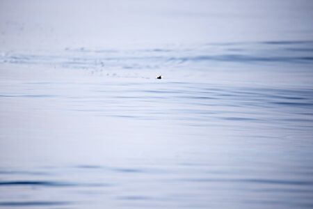 Fishing lures that act on the water surfaceの写真素材