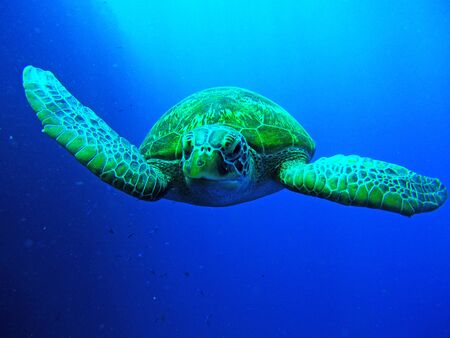 Sea turtle swimming in the beautiful and transparent sea